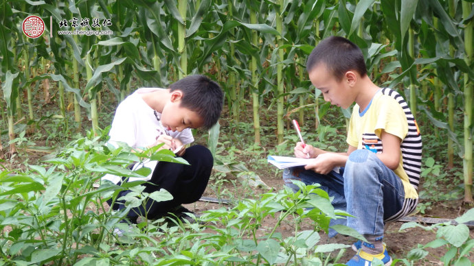 田地间是孩子们快乐学习的身影